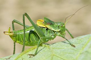 <i>Polysarcus</i> Genus of cricket-like animal