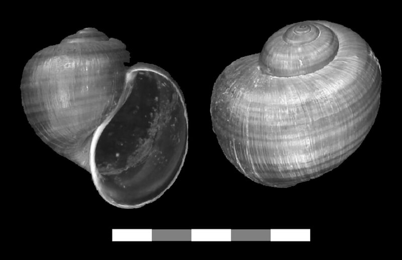 File:Pomacea paludosa shell.jpg