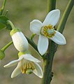 Pomelo flower in early April