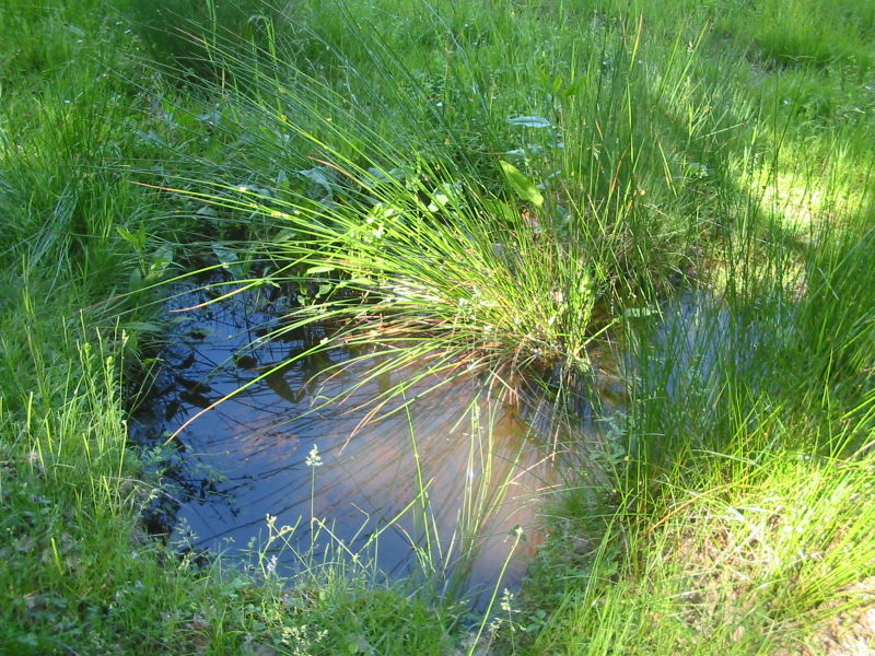 File:Pond in a forest clearing bgiu.jpg