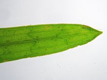 Leaf tip. Potamogeton compressus detail.jpeg