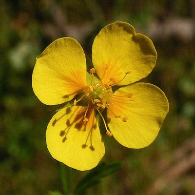 Лапчатка прямостоячая. Лапчатка прямостоячая Potentilla erecta. Растение лапчатка прямостоячая. Лапчатка узик. Лапчатка прямостоячая (калган) — Potentilla erecta Raeusch.