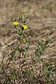 Potentilla inclinata