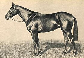 Przykładowe zdjęcie przedmiotu Opady (koń)