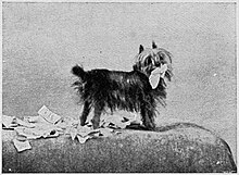 An illustration from the book apparently showing Corelli's Yorkshire terrier, Czar, chewing critics' reviews. It bore the caption "What Becomes of the Press Cuttings". Press cuttings.jpg