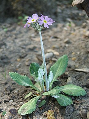 Beskrivelse af billedet Primula laurentiana.jpg.