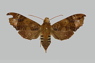 <i>Protaleuron rhodogaster</i> Species of moth