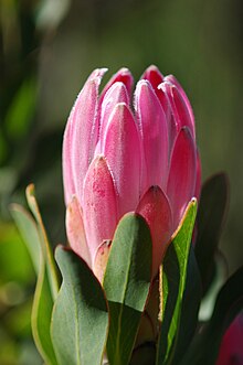 Protea compacta in its natural habitat near Hermanus, South Africa. Protea compacta-003.jpg