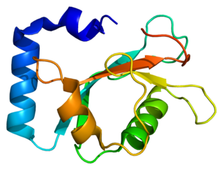 <span class="mw-page-title-main">GABARAP</span> Protein-coding gene in the species Homo sapiens