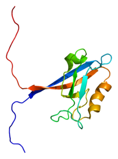 Tight junction protein 2