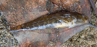 <i>Proterorhinus semipellucidus</i> Species of fish