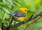 Thumbnail for File:Prothonotary warbler (30445).jpg