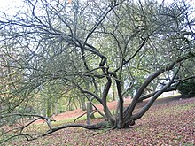 Prunus cerasifera JPG1a.jpg