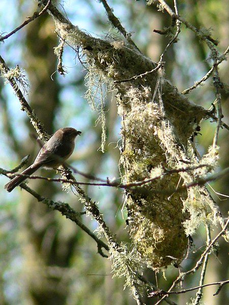 File:Psaltriparus minimus 03638.JPG