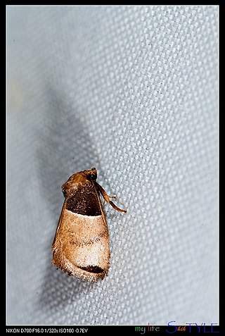 <i>Pseudidonauton</i> Genus of moths