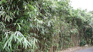 Japansk Bambus (Pseudosasa japonica).