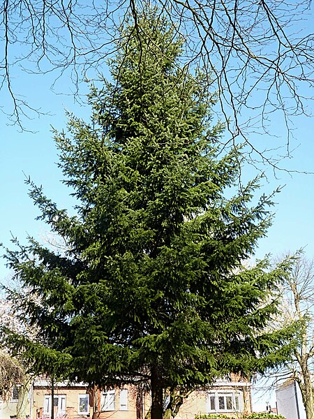 File:Pseudotsuga menziesii, Mouscron, Hainaut, Belgium - 20110323.jpg