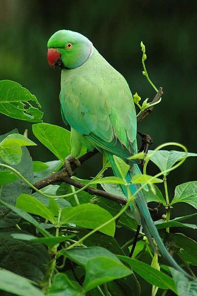 File:Psittacula krameri -Karnataka, India-8.jpg