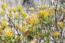 Detail of the clusters of flowers Pteronia paniculata - Ashton - b.jpg