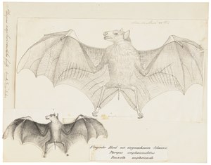 Pteropus amplexicaudatus - 1700-1880 - Print - Iconographia Zoologica - Special Collections University of Amsterdam - UBA01 IZ20700035.tif