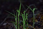 Thumbnail for Pterostylis agathicola