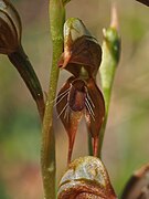 Pterostylis praetermissa