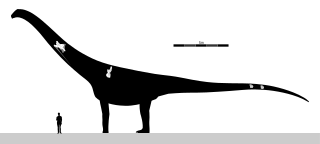 <i>Puertasaurus</i> genus of reptiles (fossil)