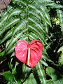 Anthurium sp.