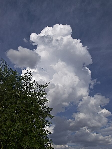 File:Puffball (14724620768).jpg