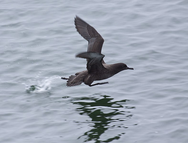 File:Puffinus griseus -near Avila Beach, California, USA -flying-8a.jpg