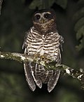 Thumbnail for Band-bellied owl