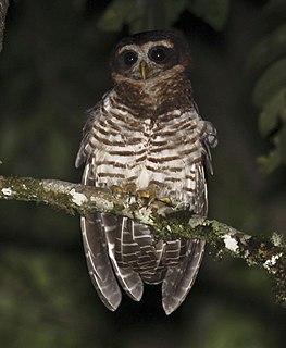 Band-bellied owl Species of owl