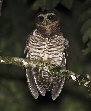 <span class="mw-page-title-main">Band-bellied owl</span> Species of owl