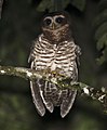 Band-bellied owl