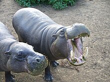 Pair at the Mount Kenya Wildlife Conservancy Pygmy hippopotamus hungry.jpg