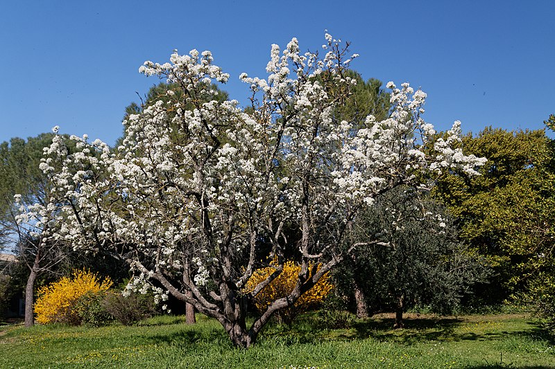 File:Pyrus communis-Poirier-20210324.jpg