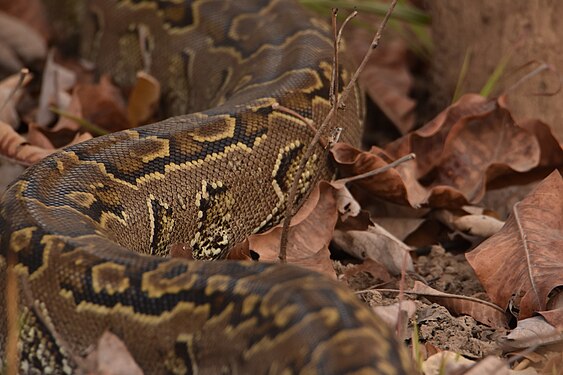 Python de Seba dans le Parc W(Niger). Photograph: MAHAMADOU ALPHA ISSIFOU Omar