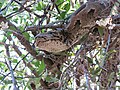 Python natalensis