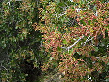 Flowering in the Castelltallat range Quercus coccifera1 de maig de 2009.jpg