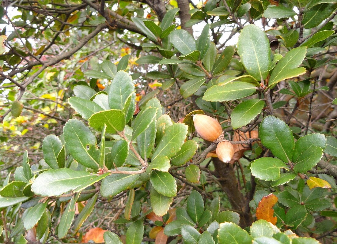 Quercus phillyreoides