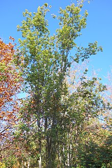 Quercus schottkyana (Cyclobalanopsis glaucoides) - باغ گیاه شناسی Quarryhill - DSC03761.JPG