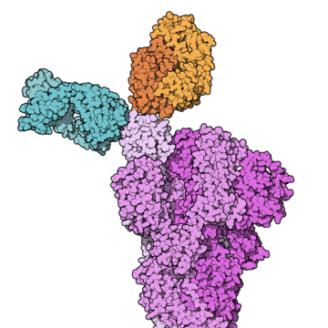 Casirivimab/imdevimab