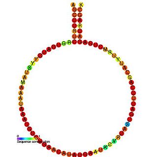 <span class="mw-page-title-main">Small nucleolar RNA SNORD72</span>