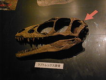 Skull restoration Raptorex Head.jpg