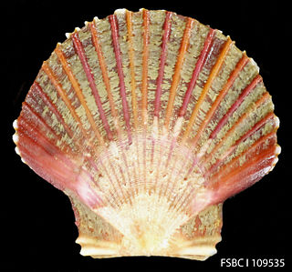 <i>Euvola raveneli</i> Species of bivalve