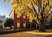 Record Street ginkgo MD1.jpg