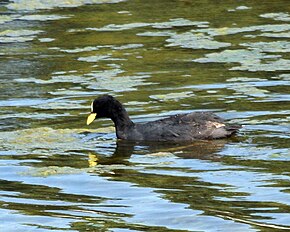 A Red-gartered-coot.jpg kép leírása.