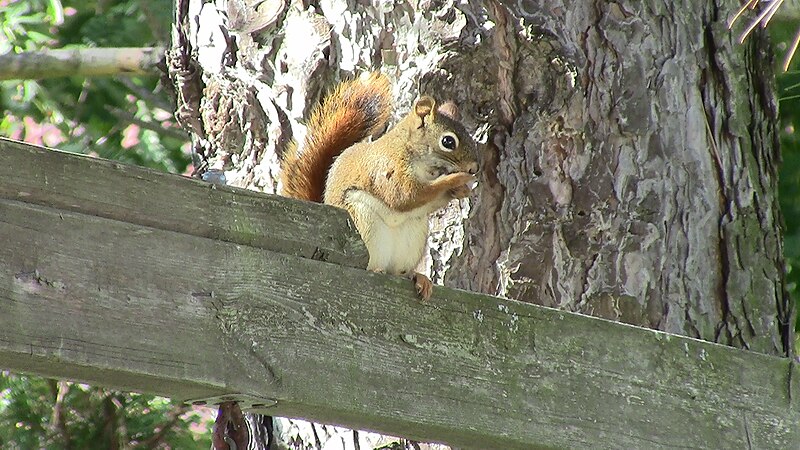 File:Red Squirrel Watch Honey (8446819437).jpg