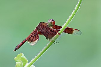 Red grasshawk (Neurothemis fluctuans) male Phuket.jpg