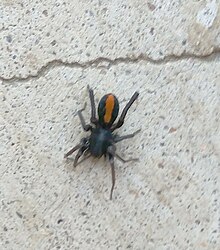 Red stripe spider (Castianeira crocata).jpg